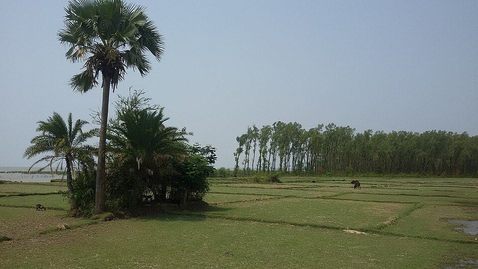 Barguna